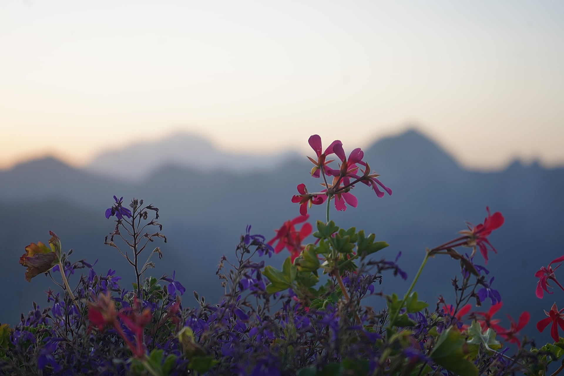 Fleurs alpines au coucher de soleil dans les Alpes