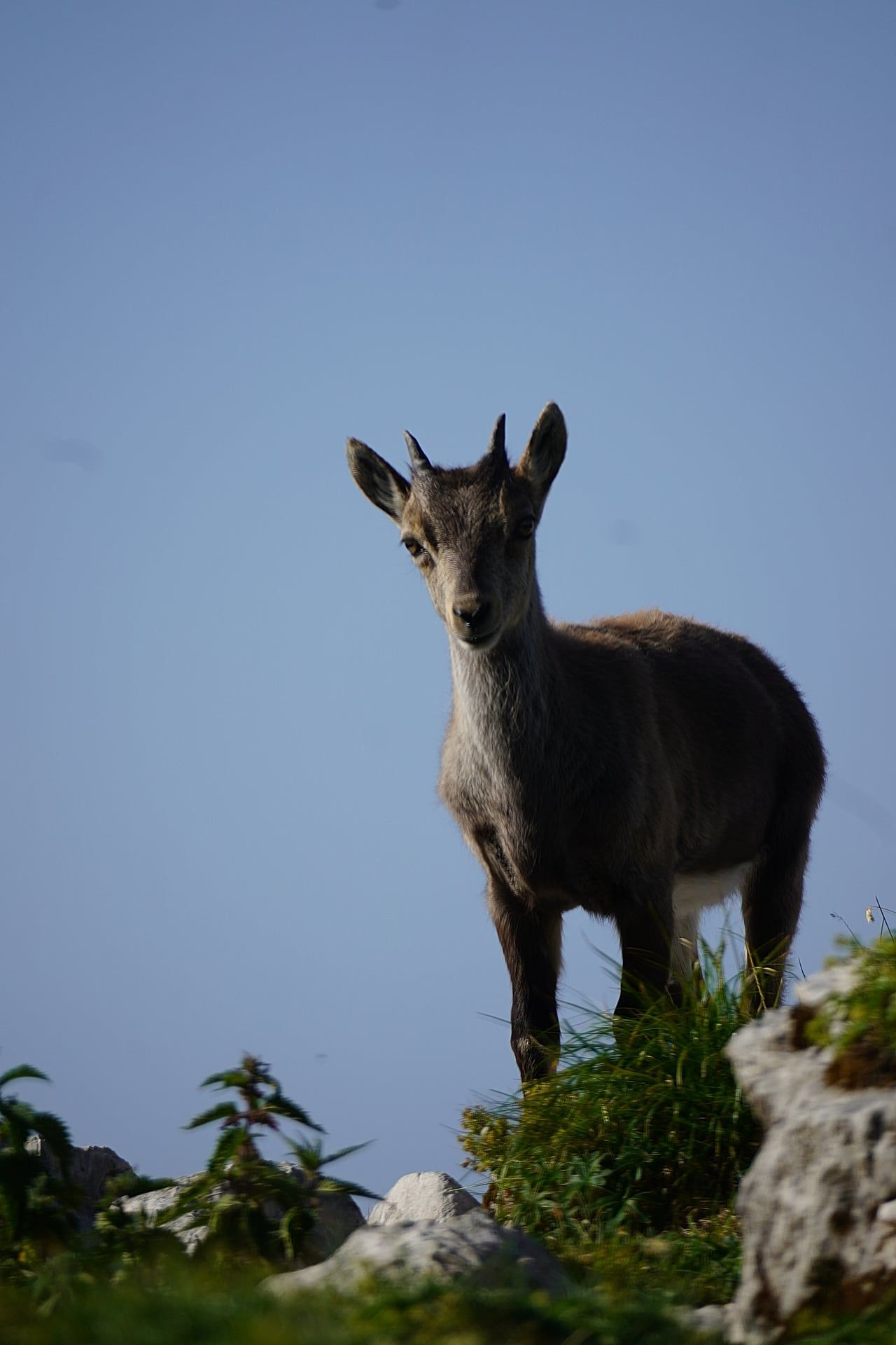 Chamois dans le Massif des Bauges