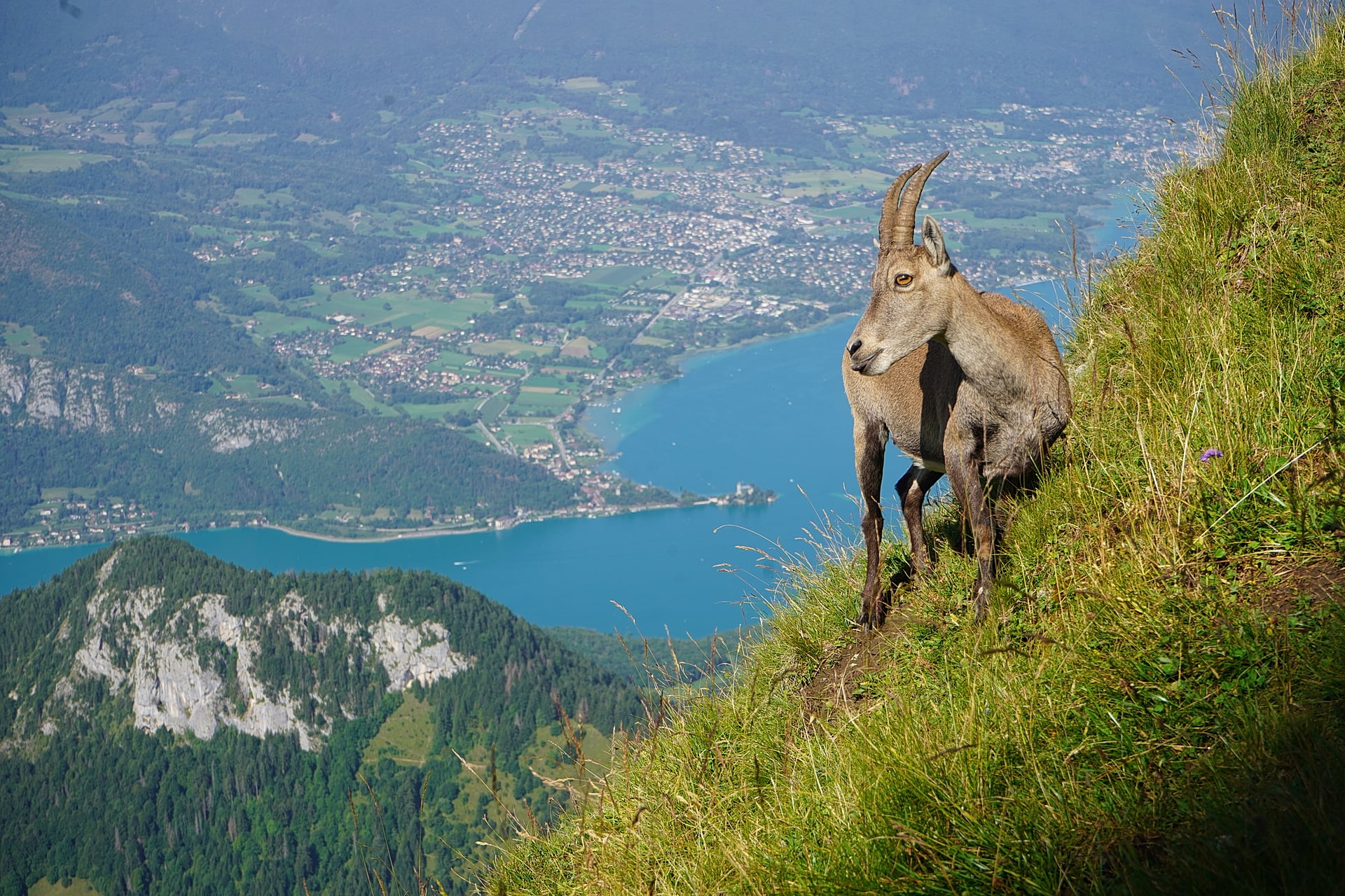 Bouquetin sur les hauteurs avec le lac d'Annecy en contrebas